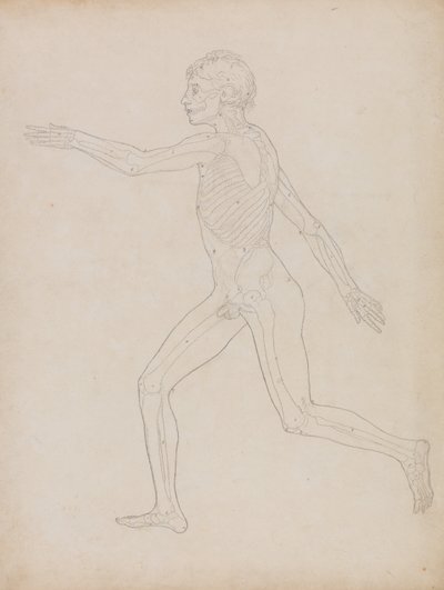 Esposizione anatomica comparativa della struttura del corpo umano con quella di una tigre e di una mucca da George Stubbs